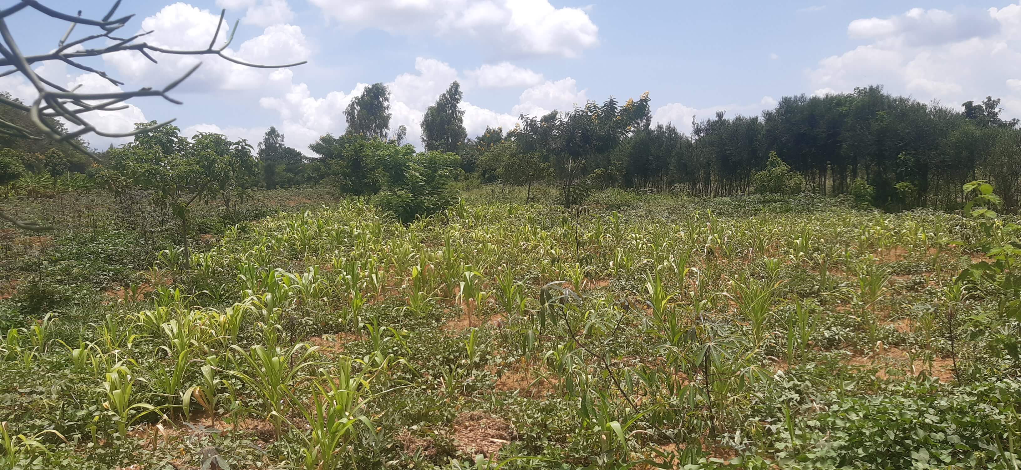 Land for sale in Bugesera near airport of Rwanda view airport 1 km from