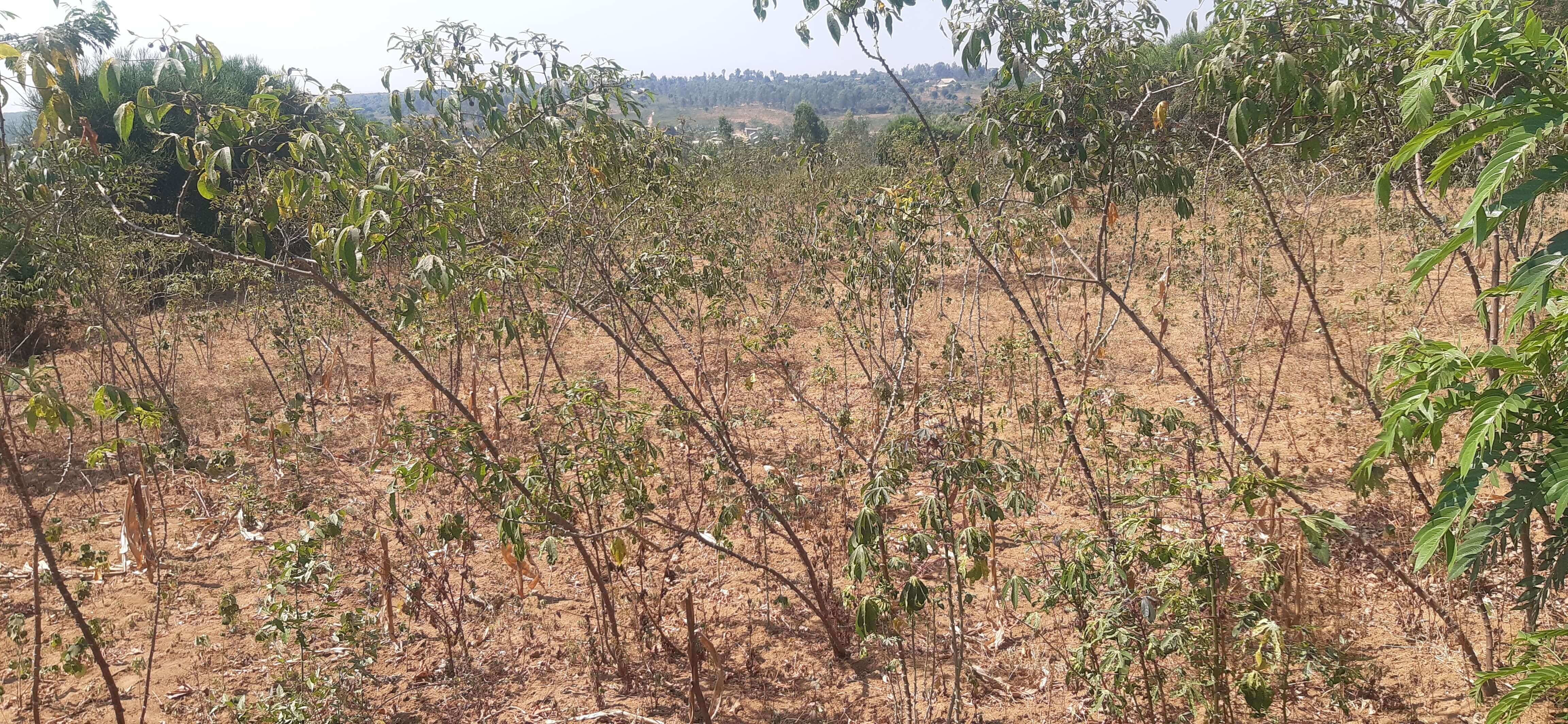 Land for sale in Bugesera near airport of Rwanda House in Rwanda