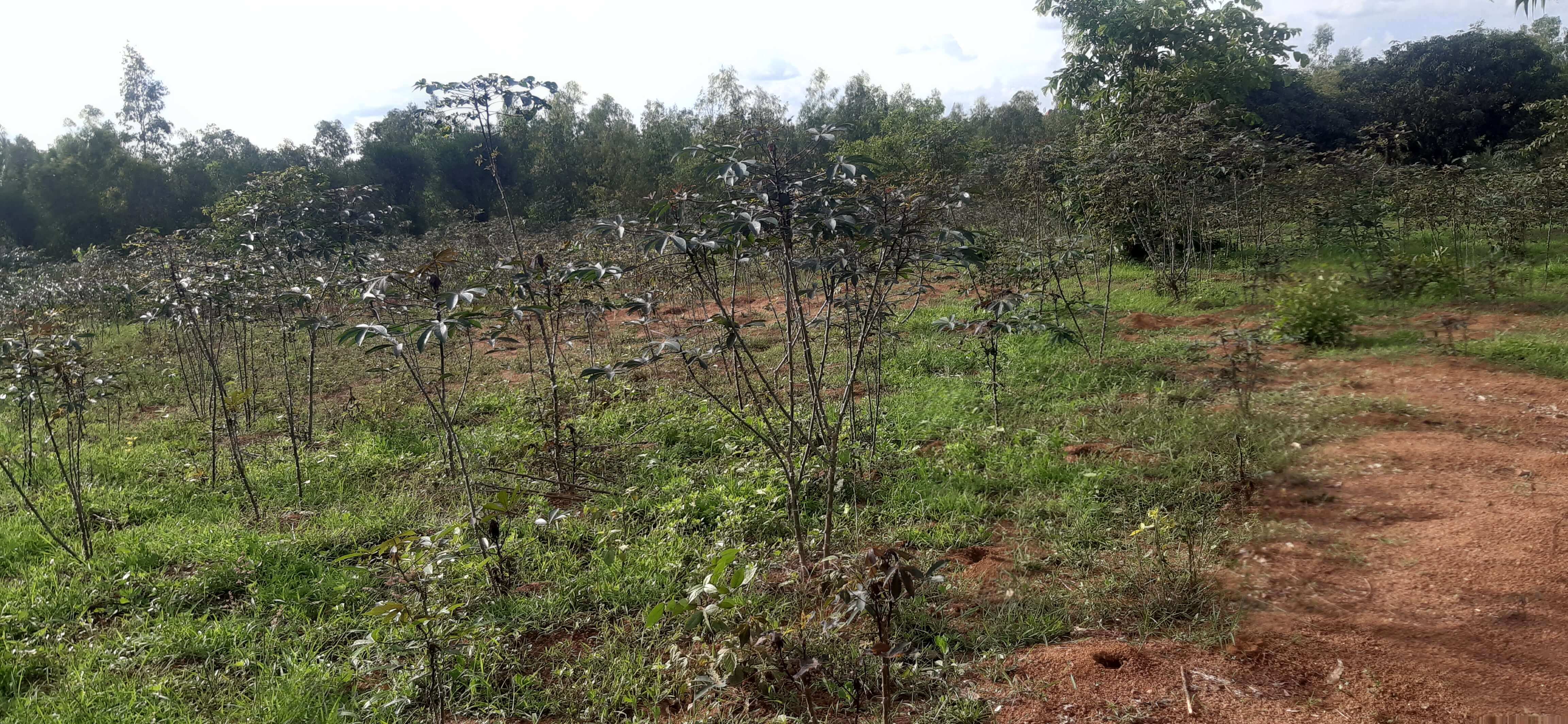 Land for sale in Bugesera RILIMA near airport of Rwanda hot deal access ...