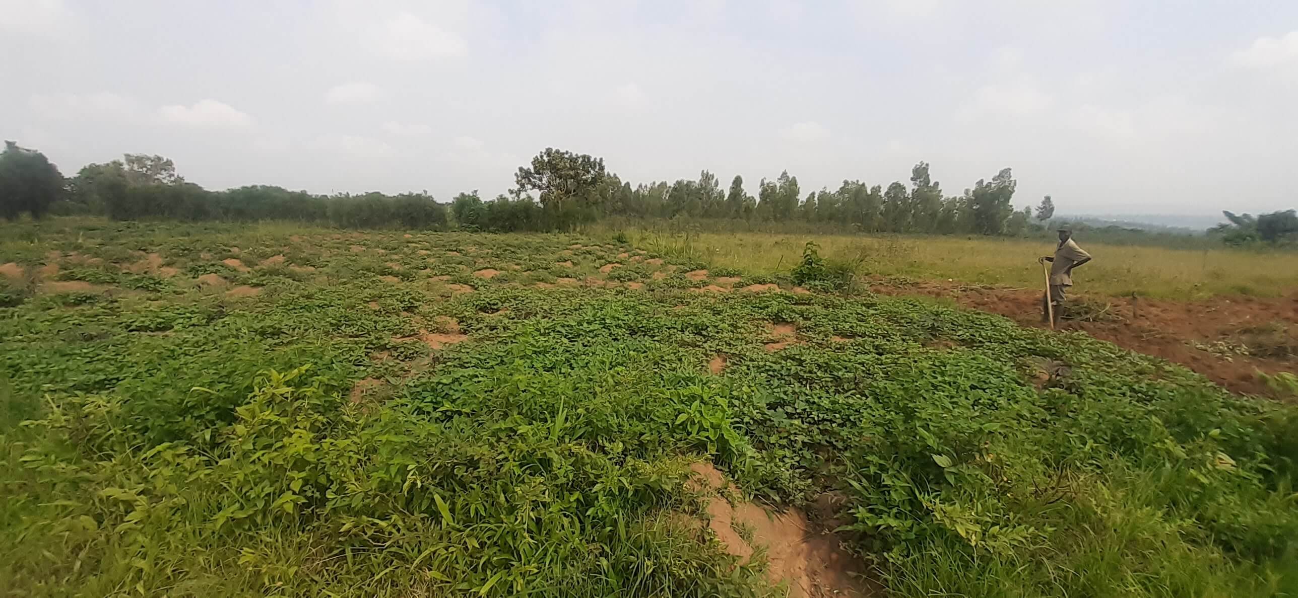 Bugesers Land for Sale in Rilima – Near Bugesera International Airport ...