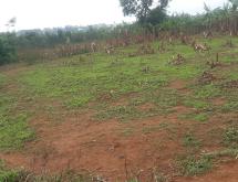 Industial land for sale in Rulindo on main road - Image 2