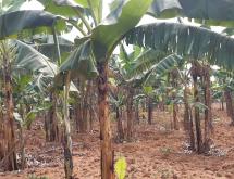 Land for sale in Bugesera Juru near airport of Rwanda hot deal view of lake - Image 1