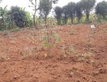 Land for sale in Bugesera RILIMA near airport of Rwanda hot deal  - Image 3