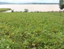 Land for sale in Bugesera near airport access on lake of Rwanda hot deal - Image 1