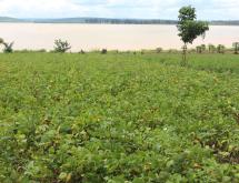 Land for sale in Bugesera near airport access on lake of Rwanda hot deal - Image 3