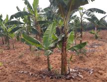 Bugesera Land for sale in Juru near Bugesera airport - Image 3