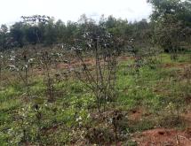 Land for sale in Bugesera RILIMA near airport of Rwanda hot deal access on main road from airport - Image 4