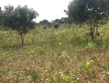 Kigali Commercial plot for sale in Nyarugenge Kanyinya  on main road  - Image 1