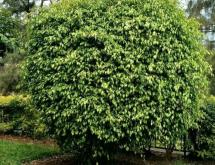 Kigali Beautiful Pool House Available for Rent in Kiyovu - Image 5