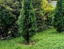 Kigali Family villa available for rent in Kiyovu - Image 3