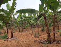 Industrial land for sale in near airport Bugesera  - Image 3