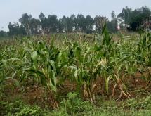 Bugesera Land for sale in Gashora  - Image 1