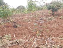 Bugesera Residential land for sale in Juru near Bugesera international Airport - Image 1