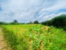 Bugesera big land For sale in Rilima - Image 5