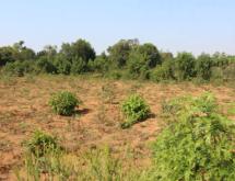 Land for sale in Bugesera Juru near airport of Rwanda hot deal - Image 1