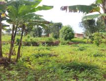 Land for sale in Bugesera Gashora  Rwanda hot deal - Image 1