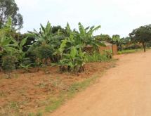 Land for sale in Bugesera Gashora  Rwanda hot deal - Image 4