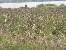 Land for sale in Gashora Bugesera Rwanda Access on lake good location Hot deal - Image 1