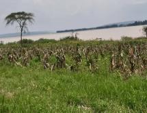 Land for sale in Gashora Bugesera Rwanda Access on lake good location Hot deal - Image 4