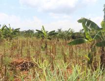 Hotel land for sale in Akagera national park on top mountain view of lake hot deal - Image 1