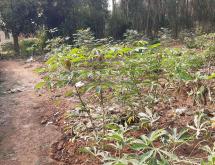 Kigali Residential plot for sale in Nyarutama Rwanda good view - Image 2