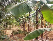 Industrial land for sale in Bugesera near airport of Rwanda  hot deal - Image 1