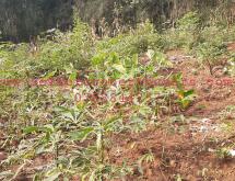 Land for sale in Bugesera Juru near airport of Rwanda hot deal - Image 1