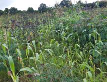 Rwanda Farming Land for Sale in Bugesera – Mayange - Image 2