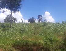 Land for sale in Bugesera RILIMA near airport of Rwanda hot deal access on lake - Image 4