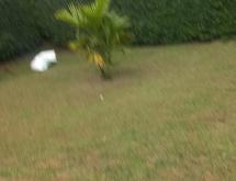 Kigali Fully Furnished Villa for Rent in Gisozi - Image 3