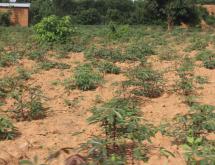Land for sale in Bugesera RILIMA near airport of Rwanda hot deal access on lake - Image 3