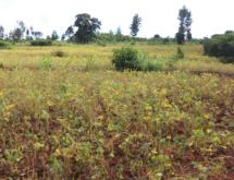 Land for sale in Bugesera RILIMA near airport of Rwanda Access on lake Good deal - Image 2