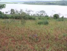 Land for sale in Bugesera RILIMA near airport of Rwanda Access on lake Good deal - Image 4