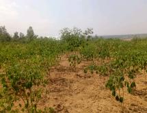 Bugesera plot for sale in Ntarama - Image 2