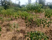 Bugesera plot for sale in Ntarama - Image 3