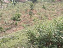 Kigali Residential Plot for sale in Nyarutarama Rwanda Kimisagara View of TOWN - Image 4