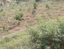 Kigali Residential Plot for sale in Nyarutarama Rwanda Kimisagara View of TOWN - Image 5