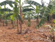 Residential land for sale Juru near airport of Rwanda hot deal near main road from airport - Image 3