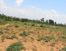 Land for sale in Bugesera Juru near airport of Rwanda hot deal on top mountain  - Image 4
