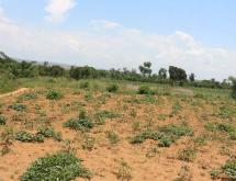 Land for sale in Bugesera Juru near airport of Rwanda hot deal on top mountain  - Image 1