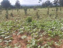 Land for sale in Bugesera Mayange near tarmac road hot deal - Image 1