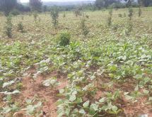 Land for sale in Bugesera Mayange near tarmac road hot deal - Image 3