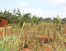 Commercial and industrial land for sale in Gashora Bugesera Rwanda - Image 3