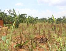Commercial and industrial land for sale in Gashora Bugesera Rwanda - Image 1