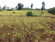 Ecotourism and Hotel and Commercial plot for sale in Gashora Bugesera good deal access on lake - Image 5