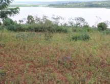 Land for sale in Bugesera RILIMA near airport of Rwanda hot deal access on lake - Image 4