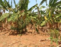 Residential land for sale Juru near airport of Rwanda Good view  - Image 3
