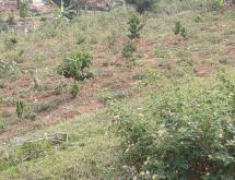 Kigali Residential Plot for sale in Kimisagara Nyarugenge  - Image 1