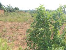 Industrial land for sale in Shyorongi on main road hot deal - Image 3
