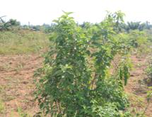 Industrial land for sale in Shyorongi on main road hot deal - Image 4